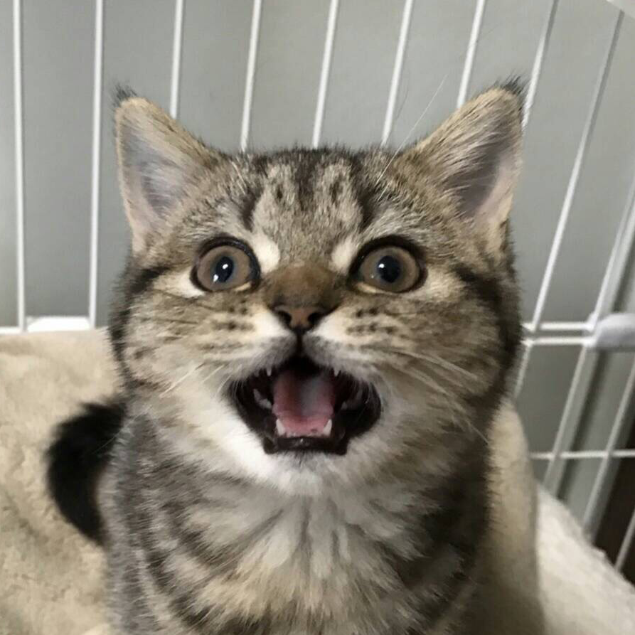 プロフィール MinuetのChocolateの日常｜MinuetのChocolateの日常