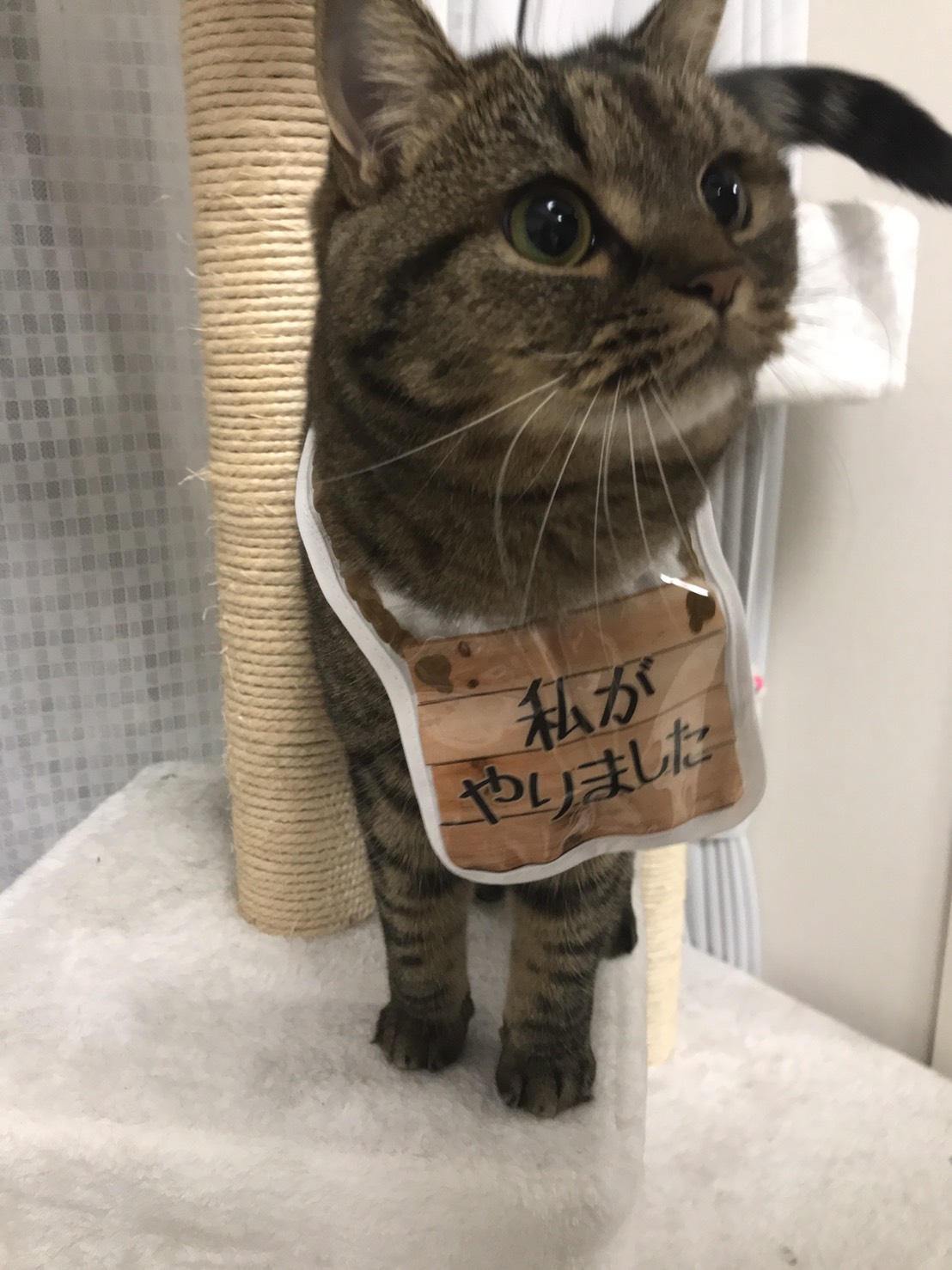 私がやりました MinuetのChocolateの日常｜MinuetのChocolateの日常