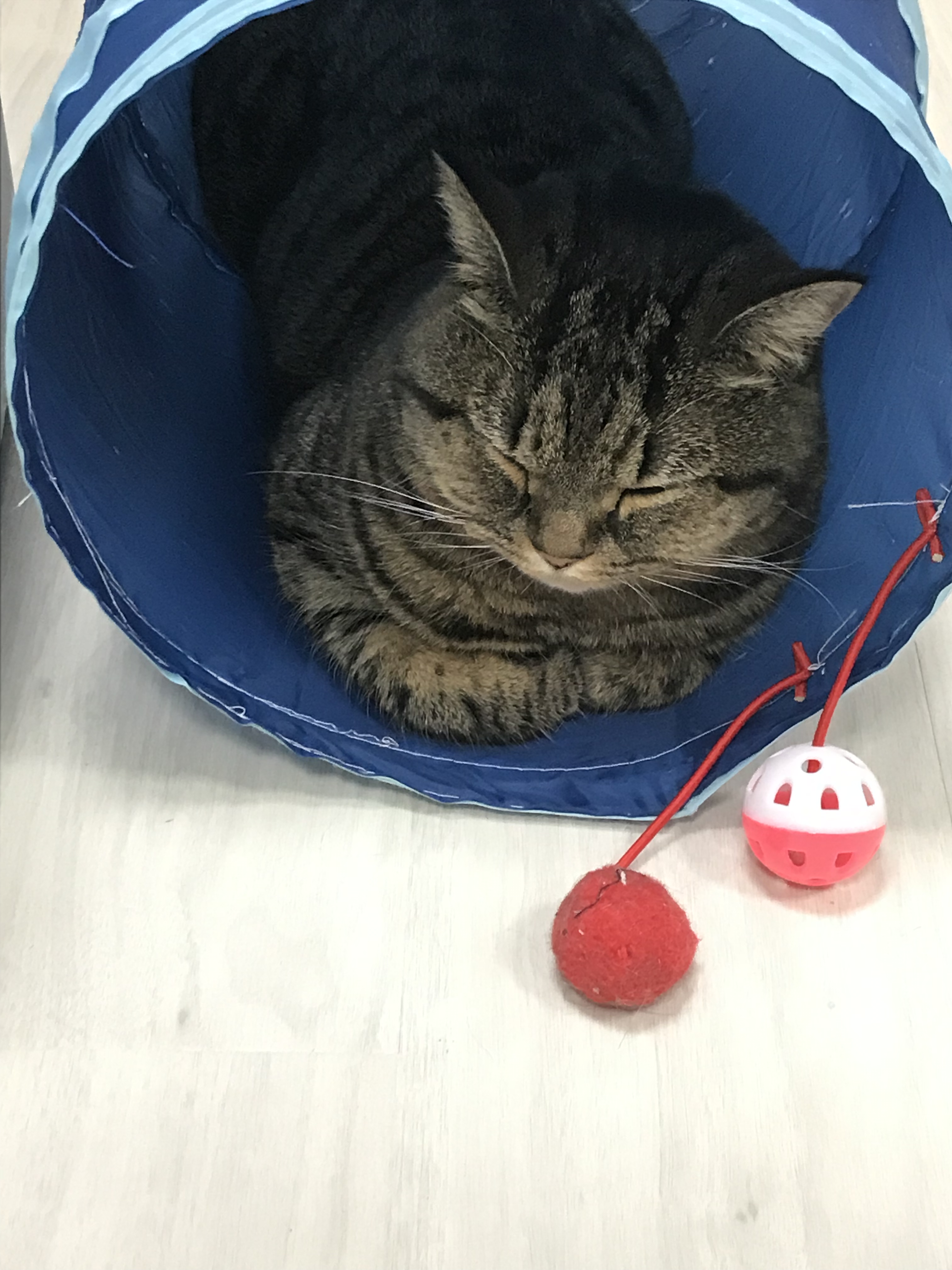 キャットトンネルで寝んね MinuetのChocolateの日常｜MinuetのChocolateの日常