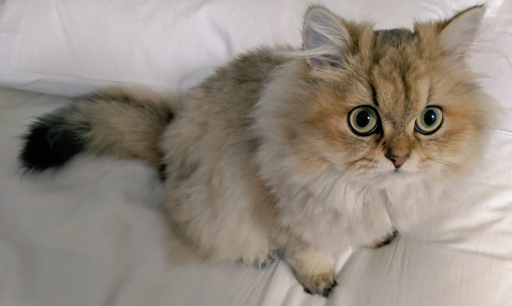 クッキーちゃんです MinuetのChocolateの日常｜MinuetのChocolateの日常